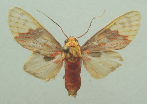  ( - KLM Lep 06589)  @11 [ ] CreativeCommons  Attribution Non-Commercial Share-Alike (2017) Christian Wieser Landesmuseum K&auml;rnten