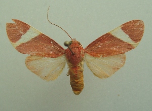  ( - KLM Lep 06594)  @11 [ ] CreativeCommons  Attribution Non-Commercial Share-Alike (2017) Christian Wieser Landesmuseum K&auml;rnten