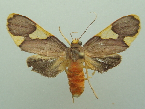  (Trichromia sithinides - KLM Lep 06614)  @14 [ ] CreativeCommons  Attribution Non-Commercial Share-Alike (2017) Christian Wieser Landesmuseum K&auml;rnten