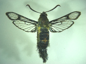  ( - KLM Lep 06727)  @13 [ ] CreativeCommons  Attribution Non-Commercial Share-Alike (2017) Christian Wieser Landesmuseum K&auml;rnten