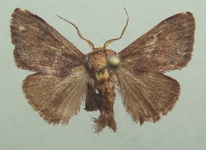  ( - KLM Lep 06845)  @11 [ ] CreativeCommons  Attribution Non-Commercial Share-Alike (2017) Christian Wieser Landesmuseum K&auml;rnten