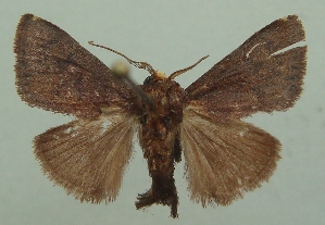  ( - KLM Lep 06846)  @11 [ ] CreativeCommons  Attribution Non-Commercial Share-Alike (2017) Christian Wieser Landesmuseum K&auml;rnten