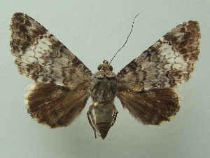  ( - KLM Lep 06909)  @11 [ ] CreativeCommons  Attribution Non-Commercial Share-Alike (2017) Christian Wieser Landesmuseum Kärnten