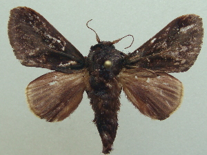  ( - KLM Lep 06935)  @11 [ ] CreativeCommons  Attribution Non-Commercial Share-Alike (2017) Christian Wieser Landesmuseum K&auml;rnten