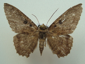  ( - KLM Lep 06938)  @13 [ ] CreativeCommons  Attribution Non-Commercial Share-Alike (2017) Christian Wieser Landesmuseum K&auml;rnten