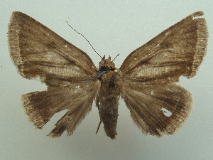  ( - KLM Lep 06961)  @14 [ ] CreativeCommons  Attribution Non-Commercial Share-Alike (2017) Christian Wieser Landesmuseum Kärnten