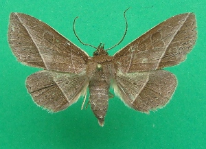  ( - KLM Lep 06966)  @13 [ ] CreativeCommons  Attribution Non-Commercial Share-Alike (2017) Christian Wieser Landesmuseum K&auml;rnten