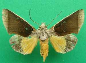  ( - KLM Lep 06971)  @13 [ ] CreativeCommons  Attribution Non-Commercial Share-Alike (2017) Christian Wieser Landesmuseum K&auml;rnten