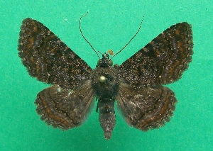  ( - KLM Lep 07006)  @13 [ ] CreativeCommons  Attribution Non-Commercial Share-Alike (2017) Christian Wieser Landesmuseum K&auml;rnten