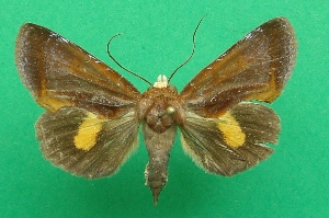  ( - KLM Lep 07036)  @13 [ ] CreativeCommons  Attribution Non-Commercial Share-Alike (2017) Christian Wieser Landesmuseum Kärnten