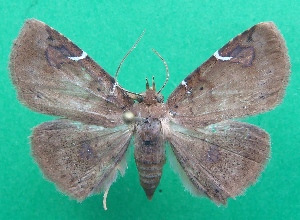  ( - KLM Lep 07039)  @11 [ ] CreativeCommons  Attribution Non-Commercial Share-Alike (2017) Christian Wieser Landesmuseum K&auml;rnten