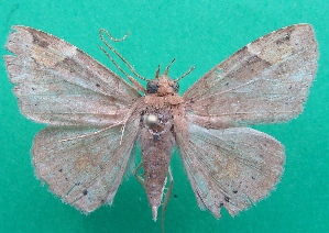  ( - KLM Lep 07041)  @11 [ ] CreativeCommons  Attribution Non-Commercial Share-Alike (2017) Christian Wieser Landesmuseum K&auml;rnten