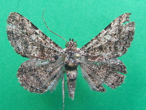  ( - KLM Lep 07062)  @11 [ ] CreativeCommons  Attribution Non-Commercial Share-Alike (2017) Christian Wieser Landesmuseum K&auml;rnten