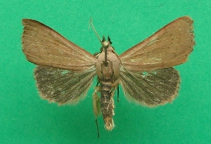  (Rhododactyla - KLM Lep 07077)  @13 [ ] CreativeCommons  Attribution Non-Commercial Share-Alike (2017) Christian Wieser Landesmuseum Kärnten