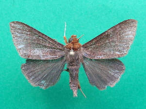  ( - KLM Lep 07080)  @11 [ ] CreativeCommons  Attribution Non-Commercial Share-Alike (2017) Christian Wieser Landesmuseum K&auml;rnten