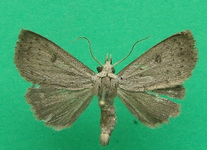  ( - KLM Lep 07084)  @11 [ ] CreativeCommons  Attribution Non-Commercial Share-Alike (2017) Christian Wieser Landesmuseum K&auml;rnten