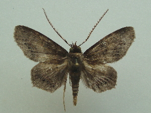  ( - KLM Lep 07090)  @13 [ ] CreativeCommons  Attribution Non-Commercial Share-Alike (2017) Christian Wieser Landesmuseum K&auml;rnten