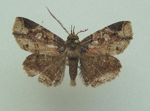  (Peteroma denticulata - KLM Lep 07130)  @14 [ ] CreativeCommons  Attribution Non-Commercial Share-Alike (2017) Christian Wieser Landesmuseum K&auml;rnten