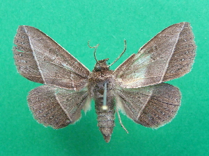  ( - KLM Lep 07136)  @13 [ ] CreativeCommons  Attribution Non-Commercial Share-Alike (2017) Christian Wieser Landesmuseum K&auml;rnten