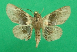  ( - KLM Lep 07172)  @11 [ ] CreativeCommons  Attribution Non-Commercial Share-Alike (2017) Christian Wieser Landesmuseum K&auml;rnten