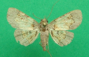  ( - KLM Lep 07183)  @13 [ ] CreativeCommons  Attribution Non-Commercial Share-Alike (2017) Christian Wieser Landesmuseum K&auml;rnten