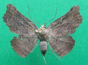  ( - KLM Lep 07197)  @14 [ ] CreativeCommons  Attribution Non-Commercial Share-Alike (2017) Christian Wieser Landesmuseum K&auml;rnten