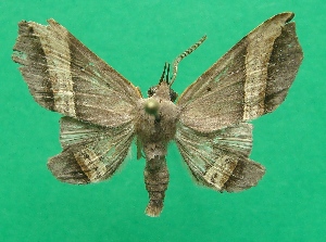  (Pterhemia - KLM Lep 07335)  @14 [ ] CreativeCommons  Attribution Non-Commercial Share-Alike (2017) Christian Wieser Landesmuseum Kärnten