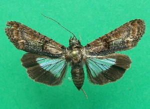  ( - KLM Lep 07356)  @13 [ ] CreativeCommons  Attribution Non-Commercial Share-Alike (2017) Christian Wieser Landesmuseum Kärnten