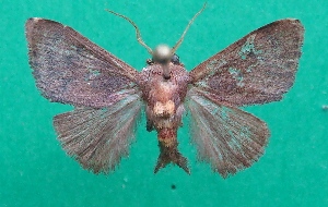  ( - KLM Lep 07410)  @11 [ ] CreativeCommons  Attribution Non-Commercial Share-Alike (2017) Christian Wieser Landesmuseum K&auml;rnten