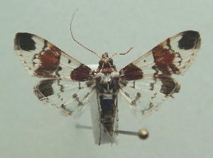  ( - KLM Lep 07427)  @11 [ ] CreativeCommons  Attribution Non-Commercial Share-Alike (2017) Christian Wieser Landesmuseum K&auml;rnten