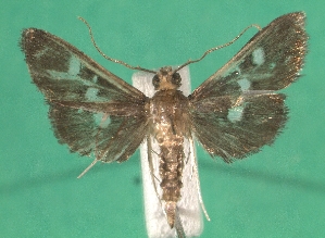  ( - KLM Lep 07434)  @13 [ ] CreativeCommons  Attribution Non-Commercial Share-Alike (2017) Christian Wieser Landesmuseum K&auml;rnten