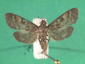  ( - KLM Lep 07570)  @11 [ ] CreativeCommons  Attribution Non-Commercial Share-Alike (2017) Christian Wieser Landesmuseum K&auml;rnten