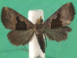  (Abacena - KLM Lep 07668)  @14 [ ] CreativeCommons  Attribution Non-Commercial Share-Alike (2017) Christian Wieser Landesmuseum Kärnten