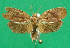  ( - KLM Lep 07905)  @11 [ ] CreativeCommons  Attribution Non-Commercial Share-Alike (2017) Christian Wieser Landesmuseum K&auml;rnten