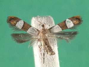  ( - KLM Lep 08036)  @11 [ ] CreativeCommons  Attribution Non-Commercial Share-Alike (2017) Christian Wieser Landesmuseum K&auml;rnten