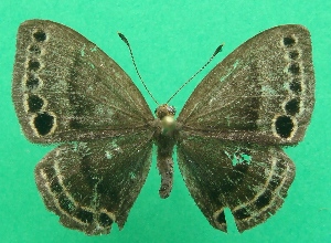  ( - KLM Lep 08247)  @11 [ ] CreativeCommons  Attribution Non-Commercial Share-Alike (2017) Christian Wieser Landesmuseum Kärnten