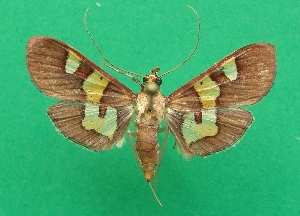  ( - KLM Lep 08252)  @13 [ ] CreativeCommons  Attribution Non-Commercial Share-Alike (2017) Christian Wieser Landesmuseum K&auml;rnten