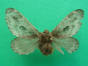  ( - KLM Lep 08271)  @11 [ ] CreativeCommons  Attribution Non-Commercial Share-Alike (2017) Christian Wieser Landesmuseum Kärnten