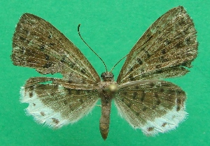  ( - KLM Lep 08305)  @11 [ ] CreativeCommons  Attribution Non-Commercial Share-Alike (2017) Christian Wieser Landesmuseum Kärnten