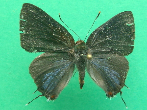  (Ziegleria hesperitis - KLM Lep 08307)  @13 [ ] CreativeCommons  Attribution Non-Commercial Share-Alike (2017) Christian Wieser Landesmuseum K&auml;rnten