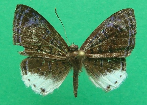  ( - KLM Lep 08312)  @11 [ ] CreativeCommons  Attribution Non-Commercial Share-Alike (2017) Christian Wieser Landesmuseum Kärnten