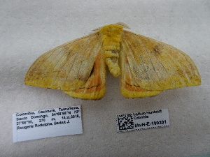  ( - IAvH-E-190301)  @11 [ ] Copyright (2019) Rodolphe Rougerie Museum national d'Histoire naturelle