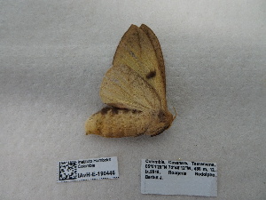  ( - IAvH-E-190446)  @11 [ ] Copyright (2019) Rodolphe Rougerie Museum national d'Histoire naturelle