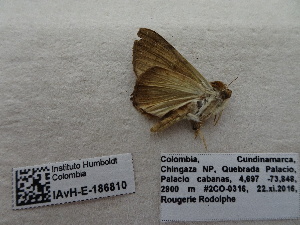  ( - IAvH-E-186810)  @11 [ ] Copyright (2019) Rodolphe Rougerie Museum national d'Histoire naturelle