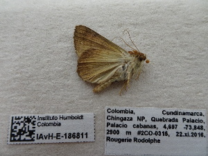  ( - IAvH-E-186811)  @11 [ ] Copyright (2019) Rodolphe Rougerie Museum national d'Histoire naturelle