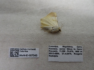  ( - IAvH-E-187343)  @11 [ ] Copyright (2019) Rodolphe Rougerie Museum national d'Histoire naturelle