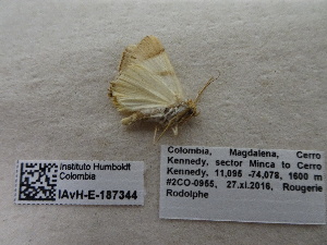  ( - IAvH-E-187344)  @11 [ ] Copyright (2019) Rodolphe Rougerie Museum national d'Histoire naturelle