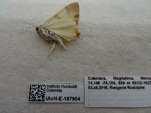  ( - IAvH-E-187904)  @11 [ ] Copyright (2019) Rodolphe Rougerie Museum national d'Histoire naturelle