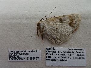  ( - IAvH-E-186867)  @11 [ ] Copyright (2019) Rodolphe Rougerie Museum national d'Histoire naturelle