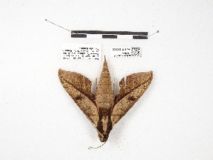  ( - IAvH-E-190635)  @11 [ ] Copyright (2020) Rodolphe Rougerie Museum national d'Histoire naturelle